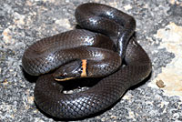 Prairie Ring-necked Snake