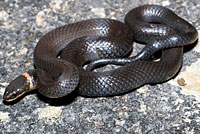 Prairie Ring-necked Snake