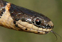 Prairie Ring-necked Snake