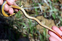 Prairie Ring-necked Snake