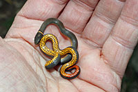 Prairie Ring-necked Snake