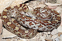 Sonoran Gopher Snake