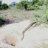 Indian Rock Python 