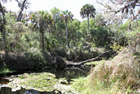 Florida Softshell habitat
