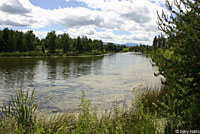 Oregon Spotted Frog Habitat