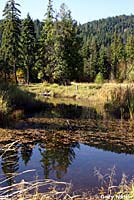 Oregon Spotted Frog Habitat