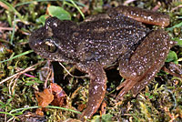 rocky mountain tailed frog