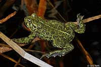 boreal toad