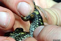 boreal toad