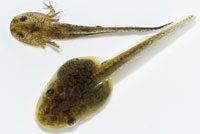 Central Long-toed Salamander larva with tadpole