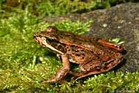 Northern Red-legged Frog