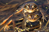 Columbia Spotted Frogs