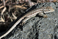 northern sagebrush lizard