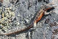 nevada side-blotched lizard