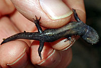 Central Long-toed Salamander Young