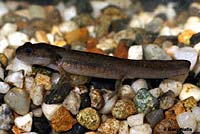 Central Long-toed Salamander Larva