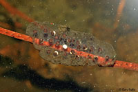Western Long-toed Salamander eggs