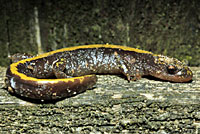Western Long-toed Salamander