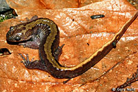 Western Long-toed Salamander