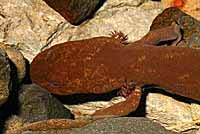Cope's Giant Salamander
