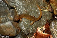 Cascade Torrent Salamander