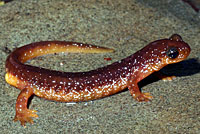 Columbia Torrent Salamander