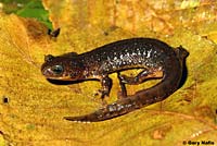 Olympic Torrent Salamander