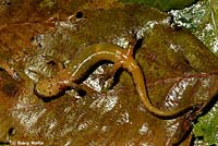 Olympic Torrent Salamander