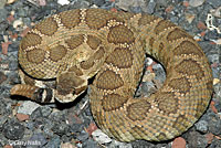 Northern Pacific Rattlesnake 