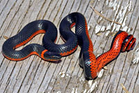 Northwestern Ring-necked Snake 