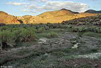 Hot Creek Toad habitat