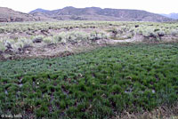 Hot Creek Toad habitat