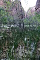 Northern Leopard Frog habitat