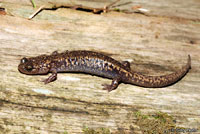 Sacramento Mountains Salamander