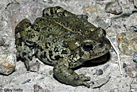 Hot Creek Toad