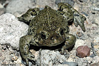 Hot Creek Toad