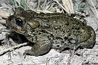 Hot Creek Toad