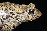 Hot Creek Toad