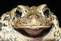 Hot Creek Toad