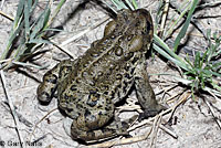 Hot Creek Toad