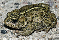 Hot Creek Toad