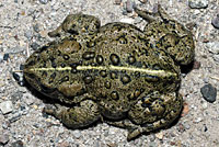 Hot Creek Toad