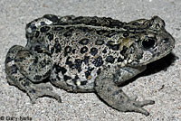 Hot Creek Toad