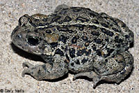 Hot Creek Toad