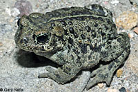 Hot Creek Toad