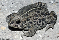 Hot Creek Toad