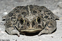 Hot Creek Toad