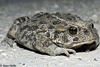 Hot Creek Toad