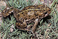 Hot Creek Toad
