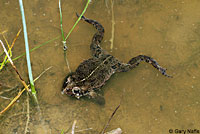 Hot Creek Toad